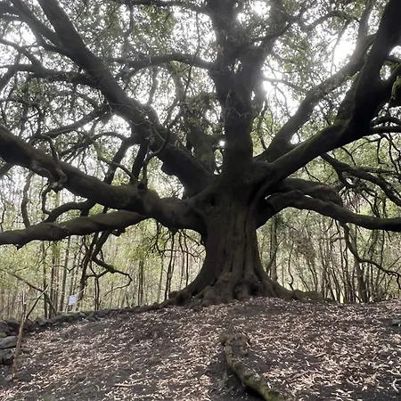 Pino Marino * 贾迪尼-纳克索斯