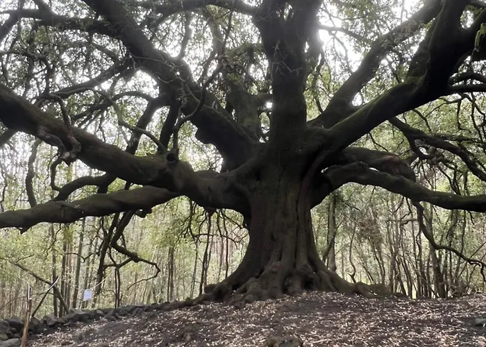 Pino Marino * Giardini Naxos